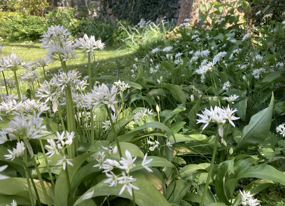 White flowers of wild garlic sparkling in a patch of shade under a tree