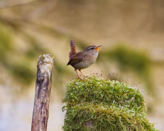 a wren sings on a moss-covered tree stump