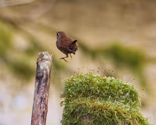 Jumper on