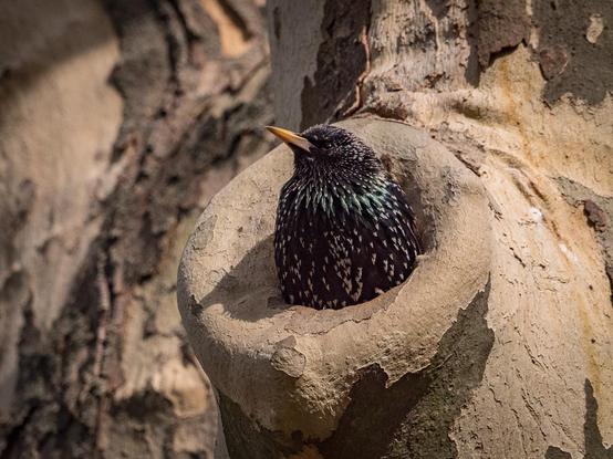 Ein Star schaut zu zwei Drittel aus einem Astloch hervor. Im hellen Sonnenlicht erscheint sein Gefieder grünlich metallisch schimmernd
A starling peeks out two-thirds from a branch hole. In the bright sunlight, its plumage appears greenish and metallic.