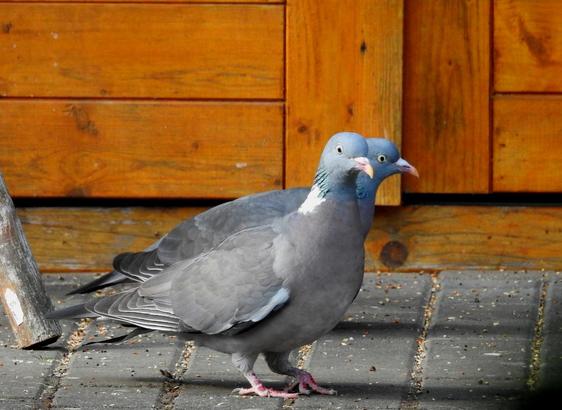 Noch ein letztes Mal das Ringeltauben-Pärchen. Hier stehen die beiden genau nebeneinander, die Haltung der Köpfchen unterscheidet sich gerade soviel, dass man denken könnte, es sei eine enorm dicke Taube mit zwei Köpfen. Wir sehen sie von der rechten Seite.