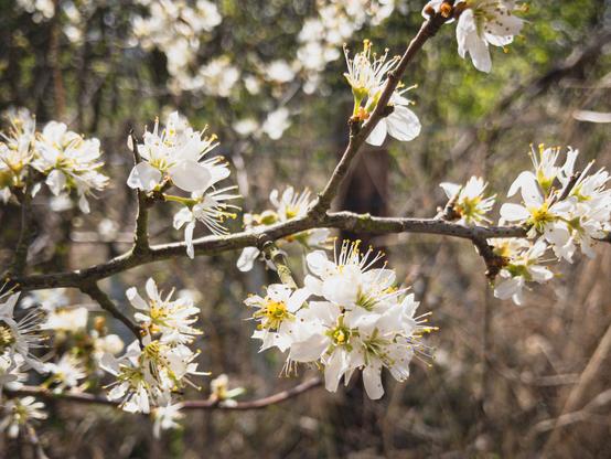 A branch of blackthorn with white flowers in full bloom.