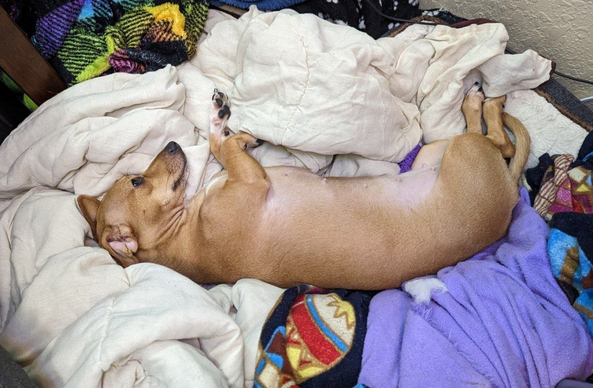 Chiweenie dog sprawled out laying on a blanket on the floor