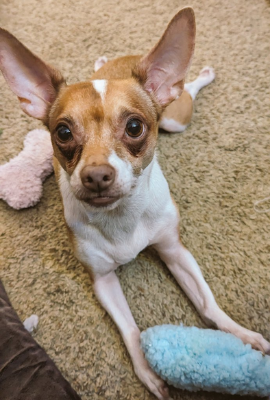 Chihuahua dog laying on the floor, splooting, with a bone plushie toy between his paws. He's looking up at the viewer curiously.
