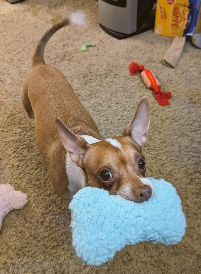 Chihuahua dog standing and holding a bone plushie toy his mouth. He's looking at the viewer and he's wagging his tail so hard that it looks blurry.