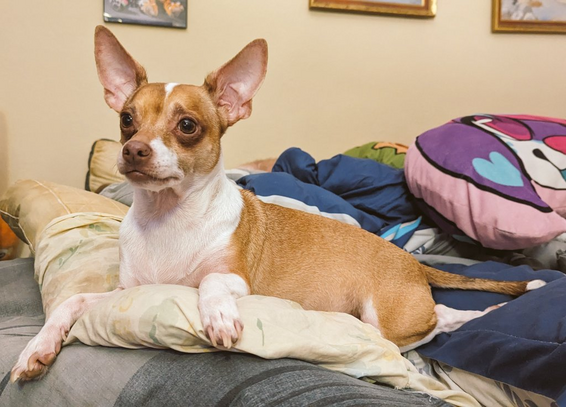 Chihuahua dog laying on a bed, casually and comfortable. He's watching the television and staring at it curiously and intently. 