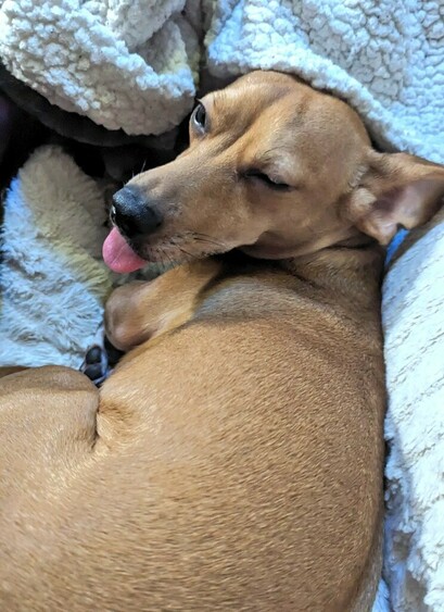Chiweenie dog laying in a dog bed. She has sleepy eyes and her tongue is sticking out in a silly but adorable manner.