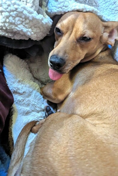 Chiweenie dog laying in a dog bed. She has sleepy eyes and her tongue is sticking out in a silly but adorable manner.