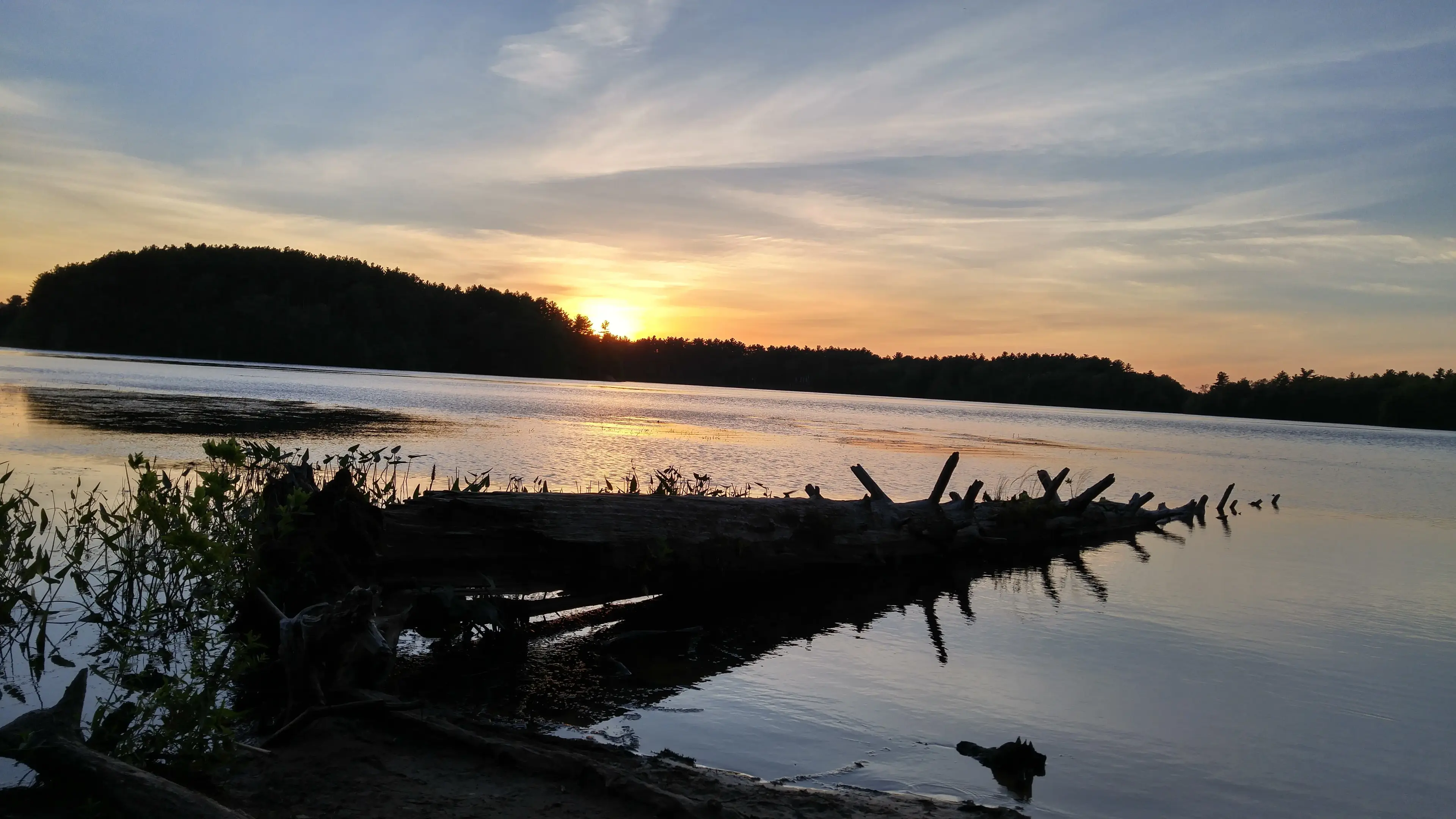 Photograph of a scenic beach. A radiant sunset falls behind a packed patch of forest, colored as if but a silhouette against the sky. A large body of water calmly rests along beneath the treeline, only interrupted by sprouting plant life, and a massive fallen log in the center by the shore. The log itself has many plant shoots of its own, and spiky remains of what were once branches, as the top end slowly sinks into the water. Dark, wet sand hugs the bottom of the frame, along with a couple smaller, overturned logs.